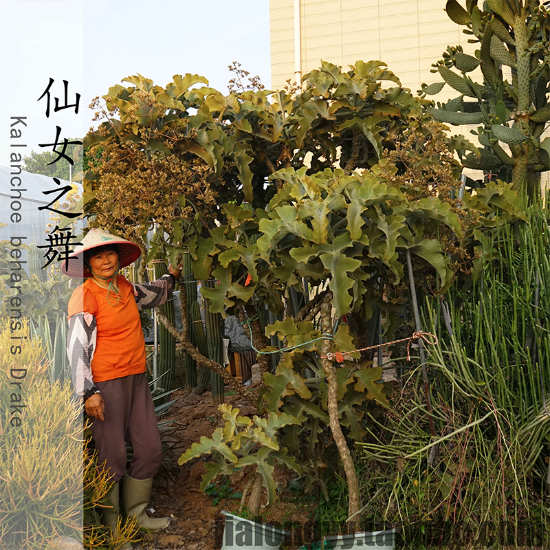 仙女之舞植物多肉带刺长寿花