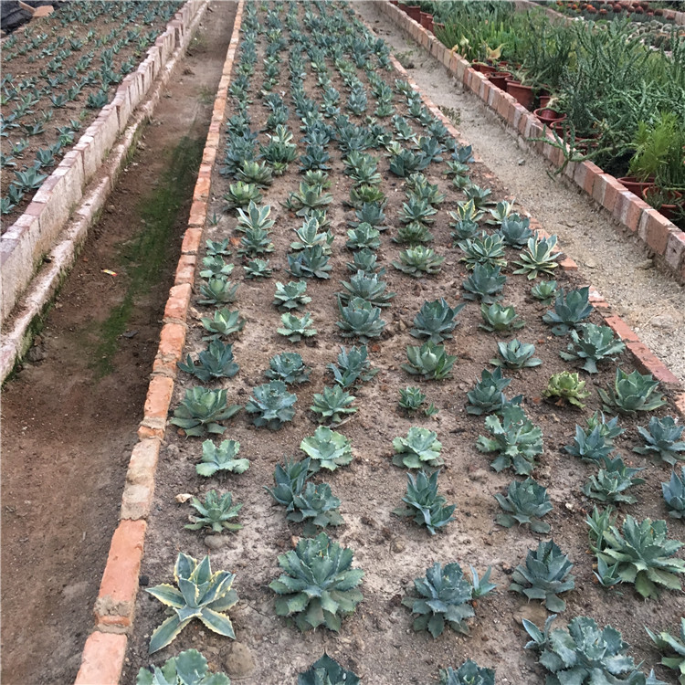 龙舌兰科系列雷神植物 怒雷神 黄中斑 侧芽雷神锦盆栽植物稿斑