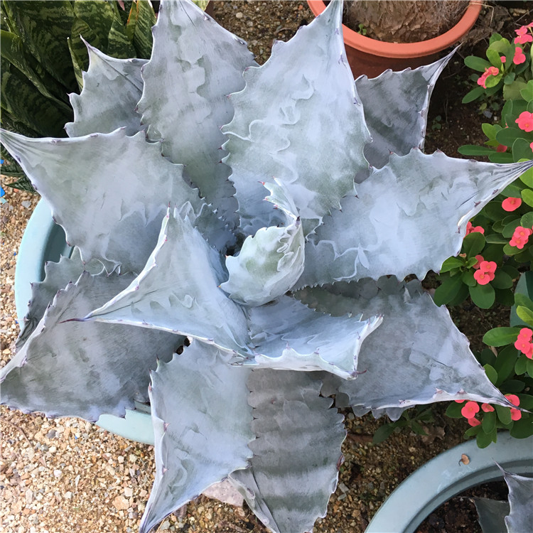 实生甲蟹龙舌兰agave isthmensis盆栽景观庭院设计变异品种武藏
