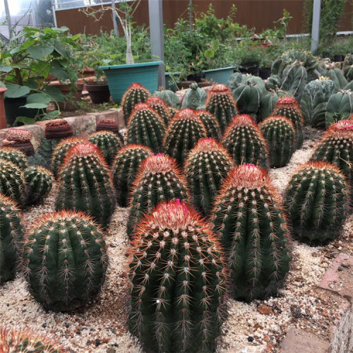 实生黄金云仙人球花球座属室内外盆栽绿植变异品种多肉植物实生根 - 封面