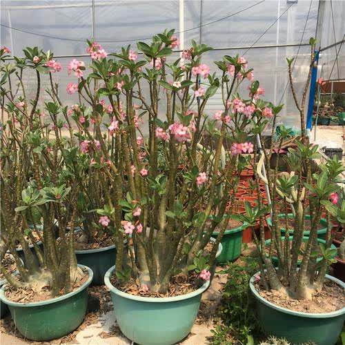 实生沙漠玫瑰  盆栽 阿拉伯沙漠玫瑰  索马里玫瑰带盆栽 重