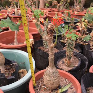 实生珊瑚油桐佛肚树 大肚海棠 多肉植物独株成景盆栽开小红花客厅