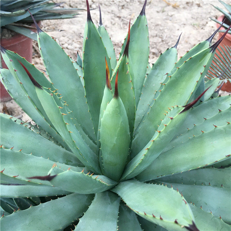 绿肌八荒殿 庭院沙漠特色 短叶绿肌八荒殿 龙舌兰科属植物盆栽