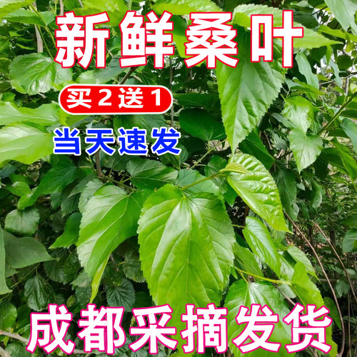 顺丰桑叶新鲜大小蚕吃嫩成都发货