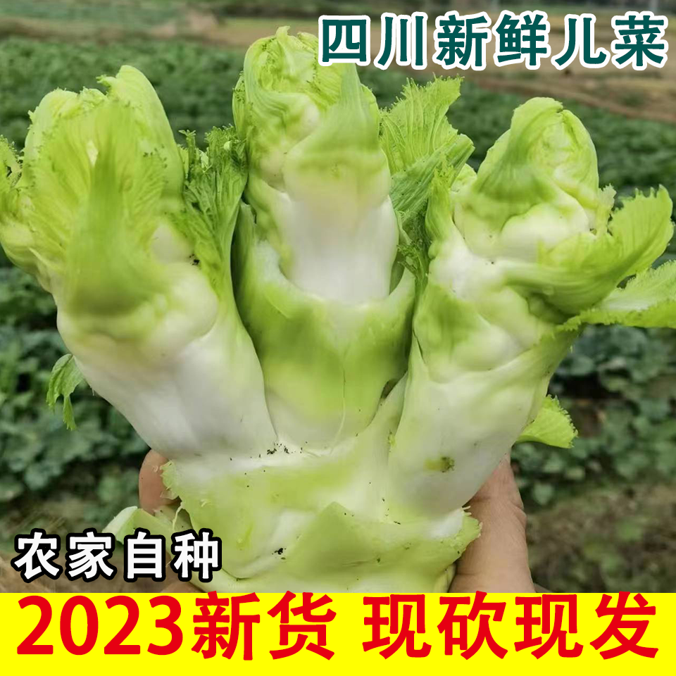 新鲜儿菜5斤装只发儿仔