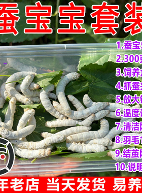 蚕宝宝活体春蚕幼虫活物学生养蚕套装儿童小蚕1龄234龄送新鲜桑叶