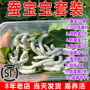 儿童小蚕1龄234龄送新鲜桑叶 蚕宝宝活体春蚕幼虫活物学生养蚕套装