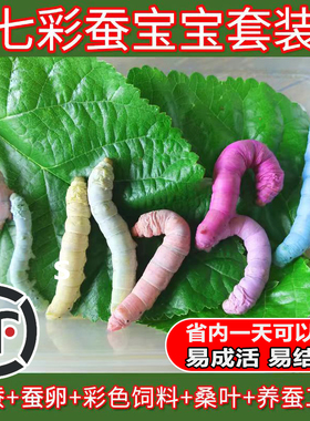 七彩蚕宝宝套装金丝蚕卵新鲜桑叶幼虫活体白色饲料养蚕彩色蚕学生