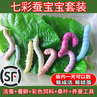 七彩蚕宝宝套装金丝蚕卵新鲜桑叶幼虫活体白色饲料养蚕彩色蚕学生