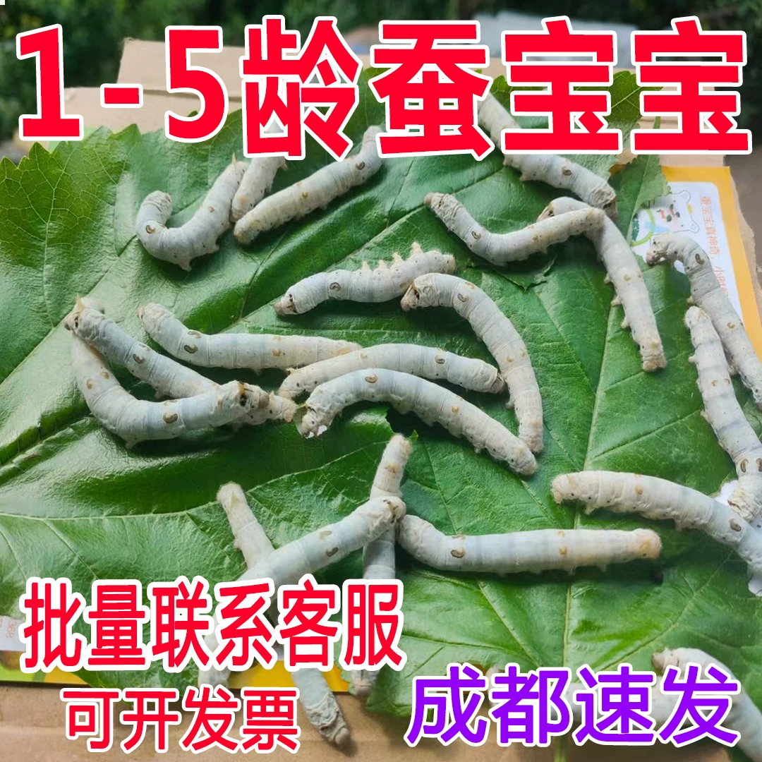 [蚕宝宝活体大量现货白幼蚕学生养蚕套装春蚕五龄3龄蚕卵送桑叶]