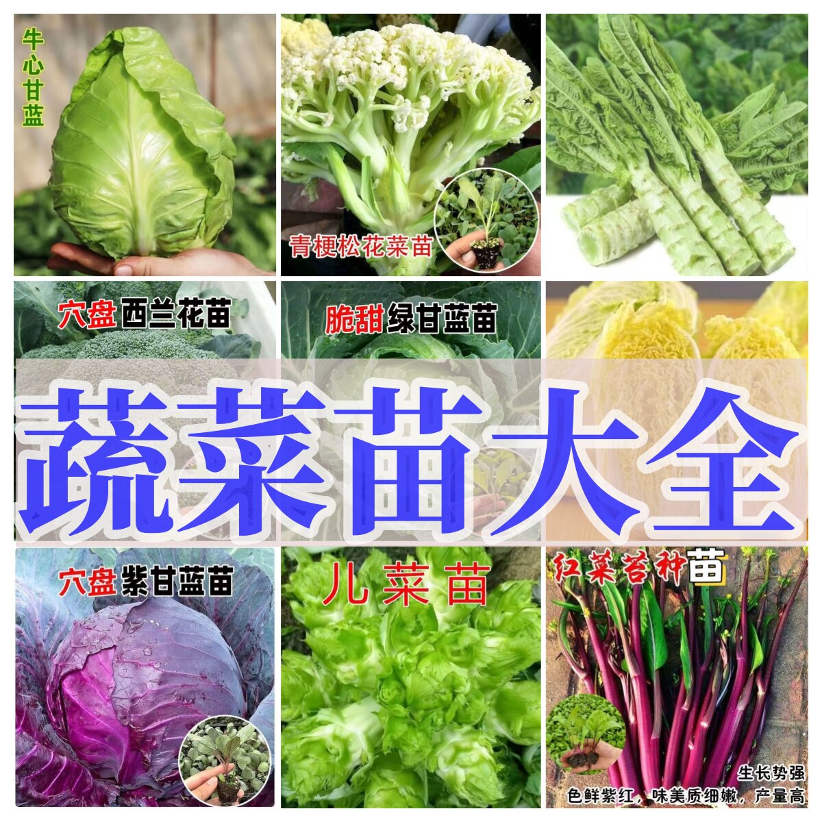 优质种苗秋季盆栽地栽牛心甘蓝