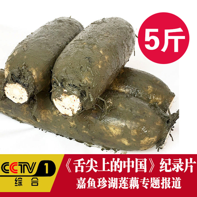 湖北现挖煲汤粉莲藕带泥发货粉糯