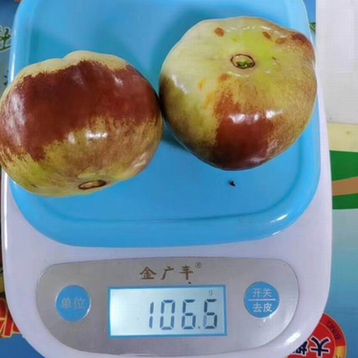 潘枣苗大枣树苗嫁接果苗红枣苗活苗南方北方种植盆栽地栽当年结果