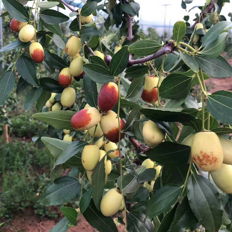 金丝新四号枣苗大枣树苗嫁接果苗红枣苗活苗南方北方种植盆栽地栽
