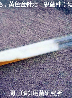 金针菇菌种母种原种试管种种子一级种栽培种白色黄色食用菌菌种