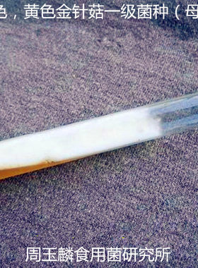 金针菇菌种母种原种试管种种子一级种栽培种白色黄色食用菌菌种