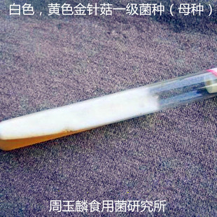 金针菇菌种母种原种试管种种子一级种栽培种白色黄色食用菌菌种