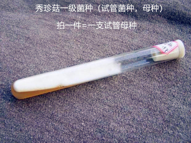 秀珍菇姬菇榆黄菇菌种一级试管种母种小平菇原种栽培种