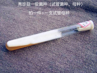 秀珍菇姬菇榆黄菇菌种一级试管种母种小平菇原种栽培种