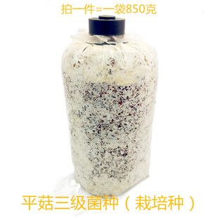 平菇菌种原种栽培种蘑菇种食用菌菌种高温广温低温均有 灰黑色