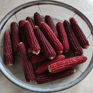 2025年老品种灯笼红传统70年代老式 农家自留种笨玉米粒苞谷食用