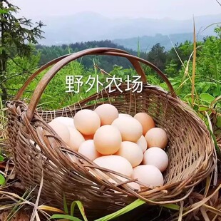 大别山农家野外散养土鸡蛋笨鸡蛋乌鸡蛋绿壳蛋(破损包赔）