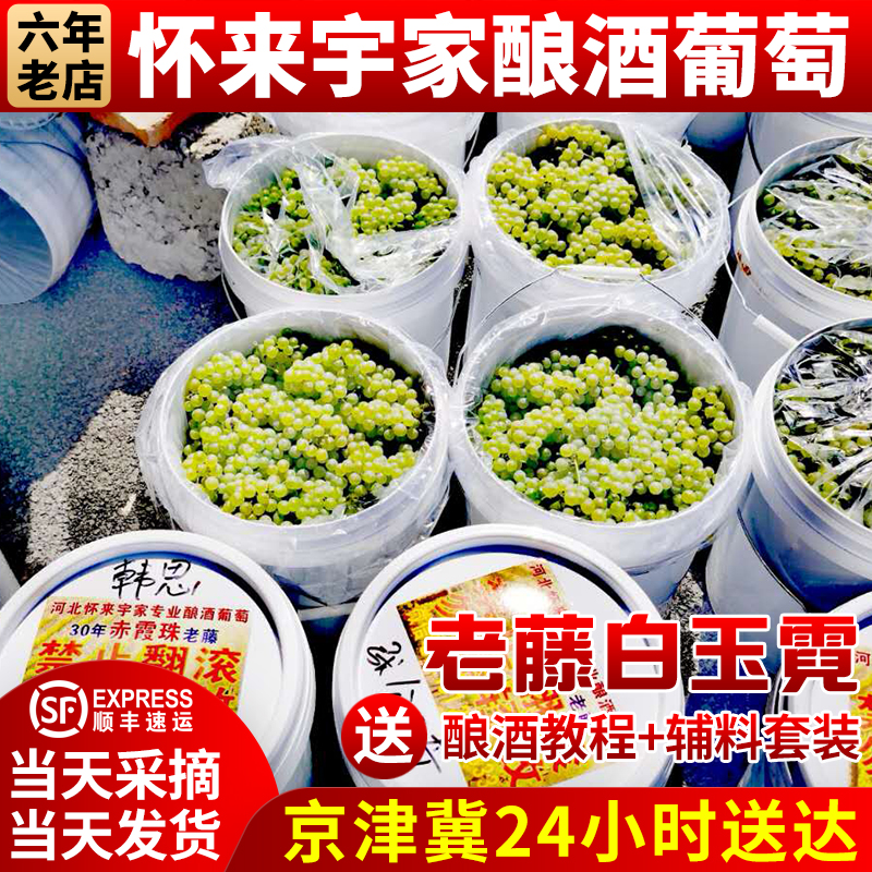 酿酒葡萄怀来宇家专业有机白玉霓新鲜老藤现摘发货2件起拍走顺丰