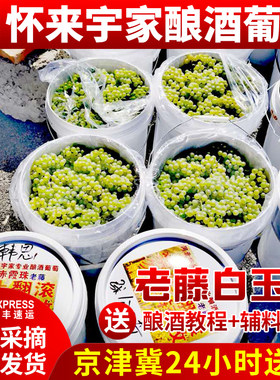 有机专业现摘发货2件酿酒葡萄