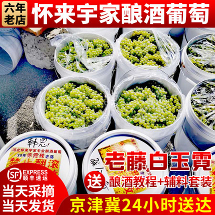酿酒葡萄怀来宇家专业有机白玉霓新鲜老藤现摘发货2件起拍走顺丰