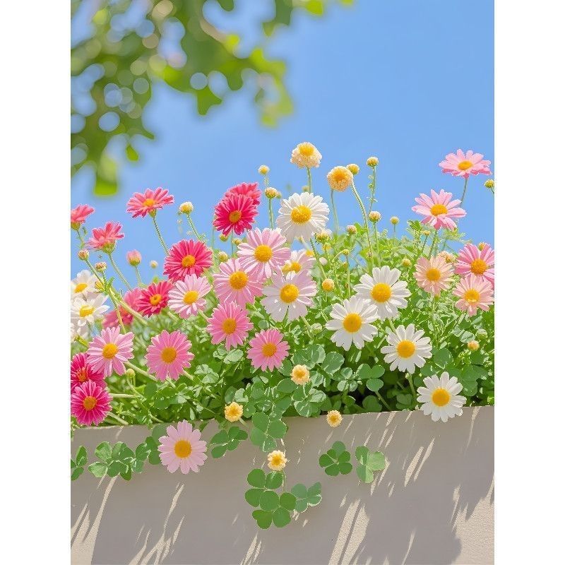 鲜花唯美治愈小雏菊风景