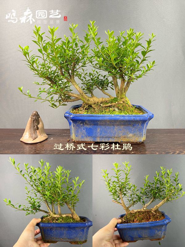 过桥式七彩夏鹃 日本品种花色多 原本丛林连体杜鹃一图一号一拍