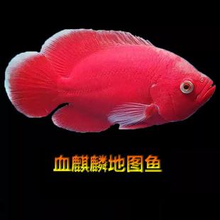 血麒麟地图鱼热带观赏鱼活体猪仔红地图鱼淡水鱼火麒麟地图鱼