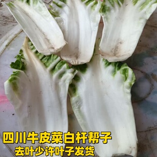 四川牛皮菜帮子去叶莙荙菜杆甜菜杆新鲜时令蔬菜厚皮菜白杆邦子