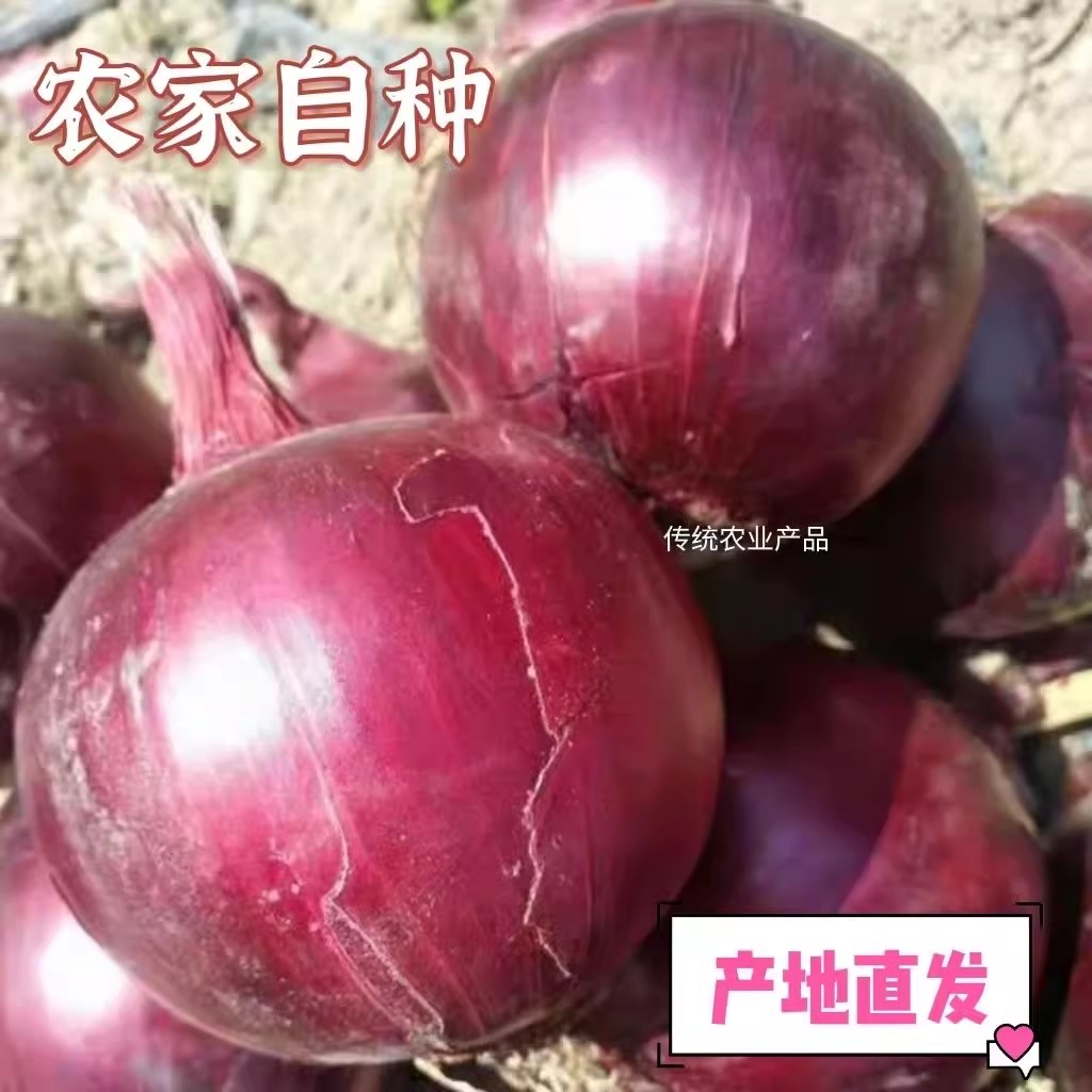 四川紫皮圆洋葱水果洋葱新鲜圆葱蔬菜当季辣洋葱头甜味可生吃凉拌