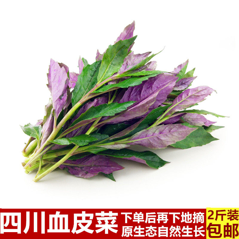 四川血皮菜新鲜紫背菜紫贝菜观音菜红皮菜雪皮菜时令蔬菜现摘现发