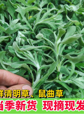 四川鼠曲草新鲜现摘头茬野生清明青菜清明草佛耳草绒毛草青团草