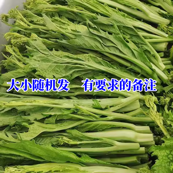 四川冲菜青菜苔农家蔬菜青菜辣菜冲鼻菜新鲜青菜尖棒菜苔泡青菜苔,水产肉类/新鲜蔬果/熟食,叶菜类,淘宝优惠券,粉丝福利购,淘宝优惠卷