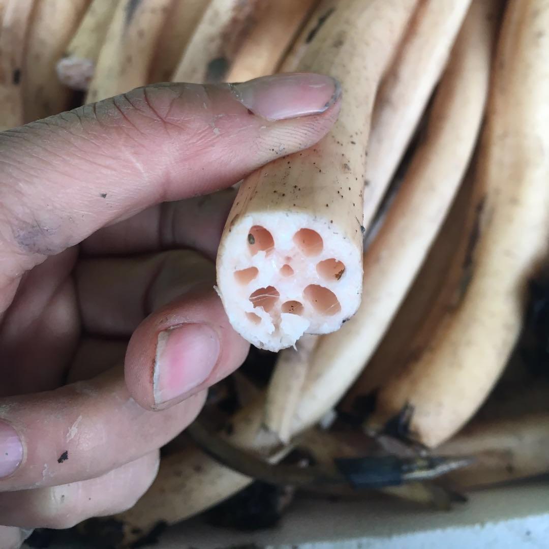 10月新鲜小莲藕莲藕小莲藕农家