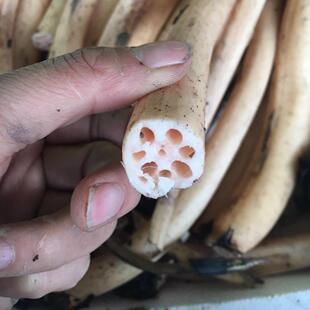 年货翁源特产野生小莲藕细连藕南浦塘莲一份3斤发顺丰广东包邮