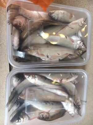 新鲜鱼溪水野外自然生长好加冰袋