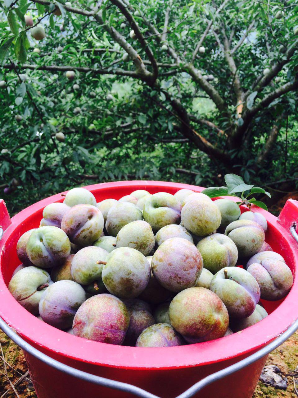 正宗翁源三华李脆皮爽口多汁酸酸甜甜一份5斤顺丰包邮