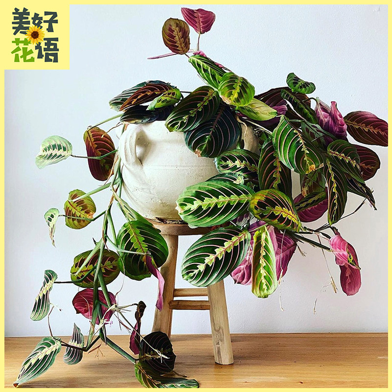 叶蝉竹芋夜蝉盆栽植物红脉吊兰花室内盆栽小众办公室绿植水培花卉