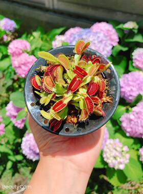 食虫植物红夹分株爆盆懒人花盆种好食虫草食人花夏季吃虫萌物