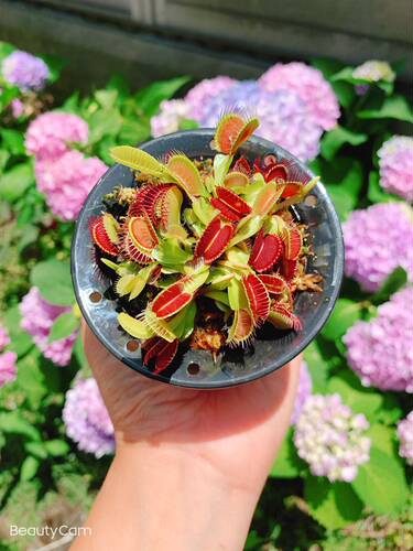 食虫植物红夹分株爆盆懒人花盆种好食虫草食人花夏季吃虫萌物