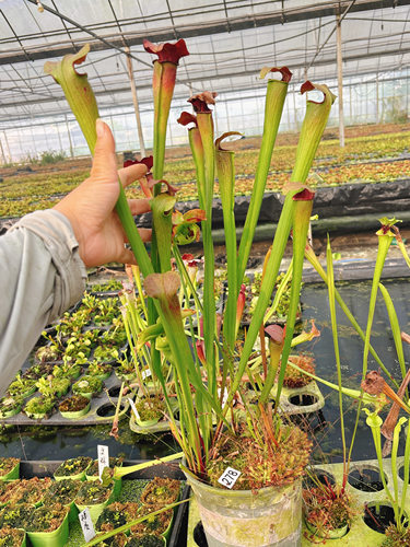 浙江实物图--黑管翼状瓶子草大苗加仑盆  爆盆   食虫植物278号