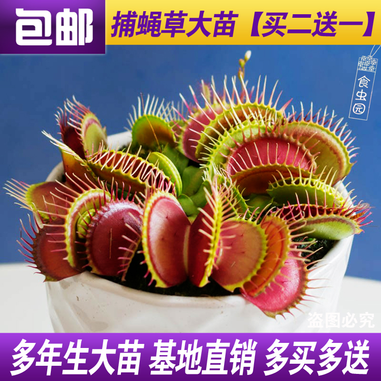 食虫草捕蝇草食人花奇异植物超大