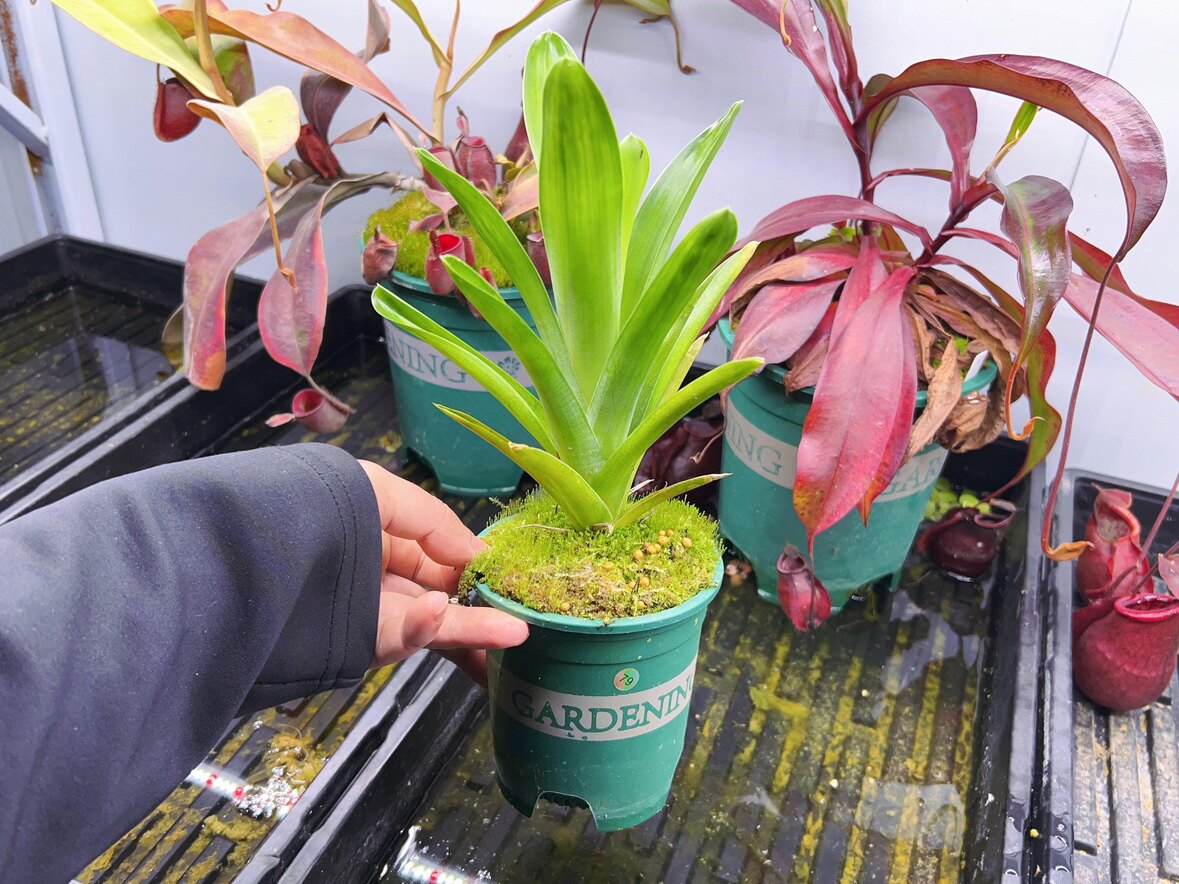 食虫植物-部落食虫凤梨不一样的凤梨耐阴食虫精选实拍如图A21