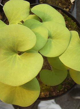 食虫植物 --大肾叶狸藻—Utricularia  reniformis造景绿植精选