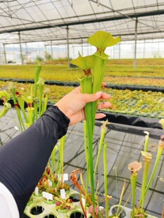 浙江实物图--黄瓶交翼状瓶子草热植食虫绿植精选一物一拍29号