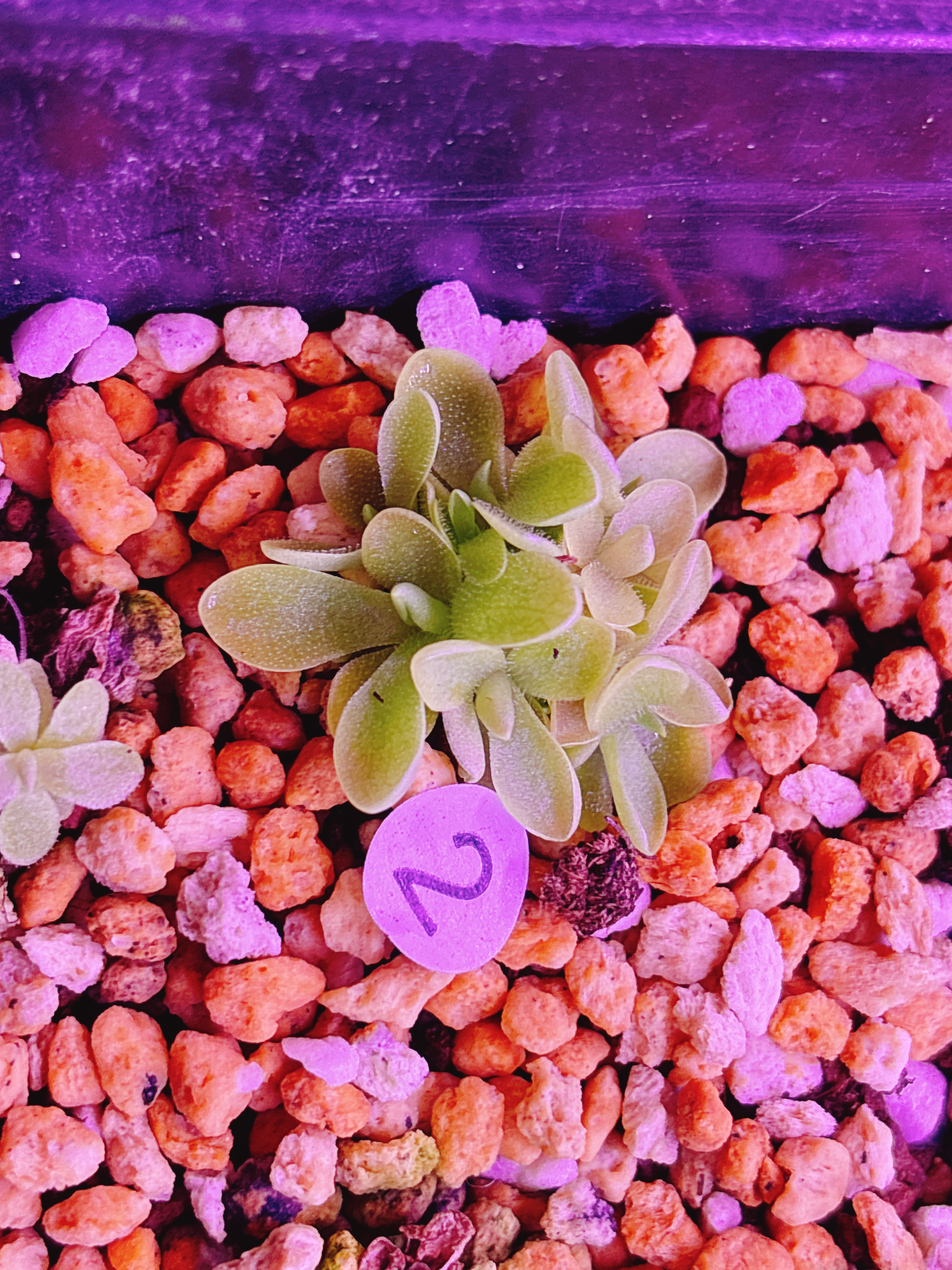 浙江实物图--绯红女巫捕虫堇叶插小苗多头精选一物一拍实拍图2号